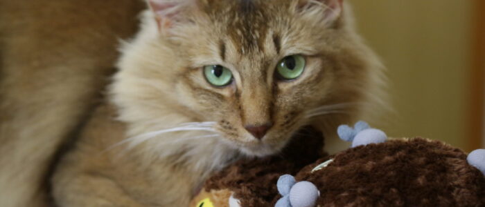 保護猫　動物愛護　多頭飼育
